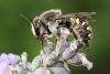 Anthidium septemspinosum